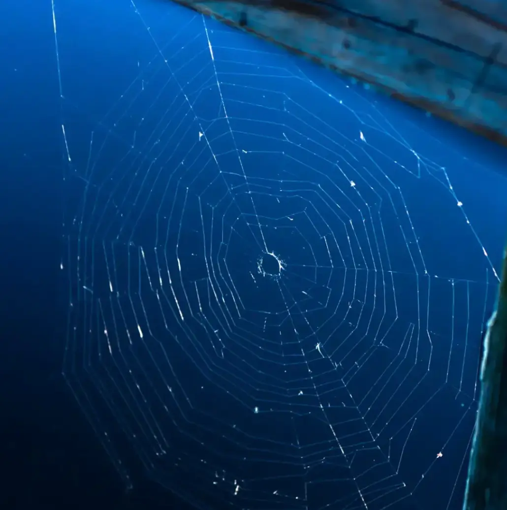 Professional Spider Web Removal